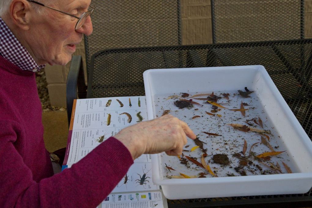 A citizen scientist counts the insects in a tray of water from a local stream, with a chart to help him identify the creatures
