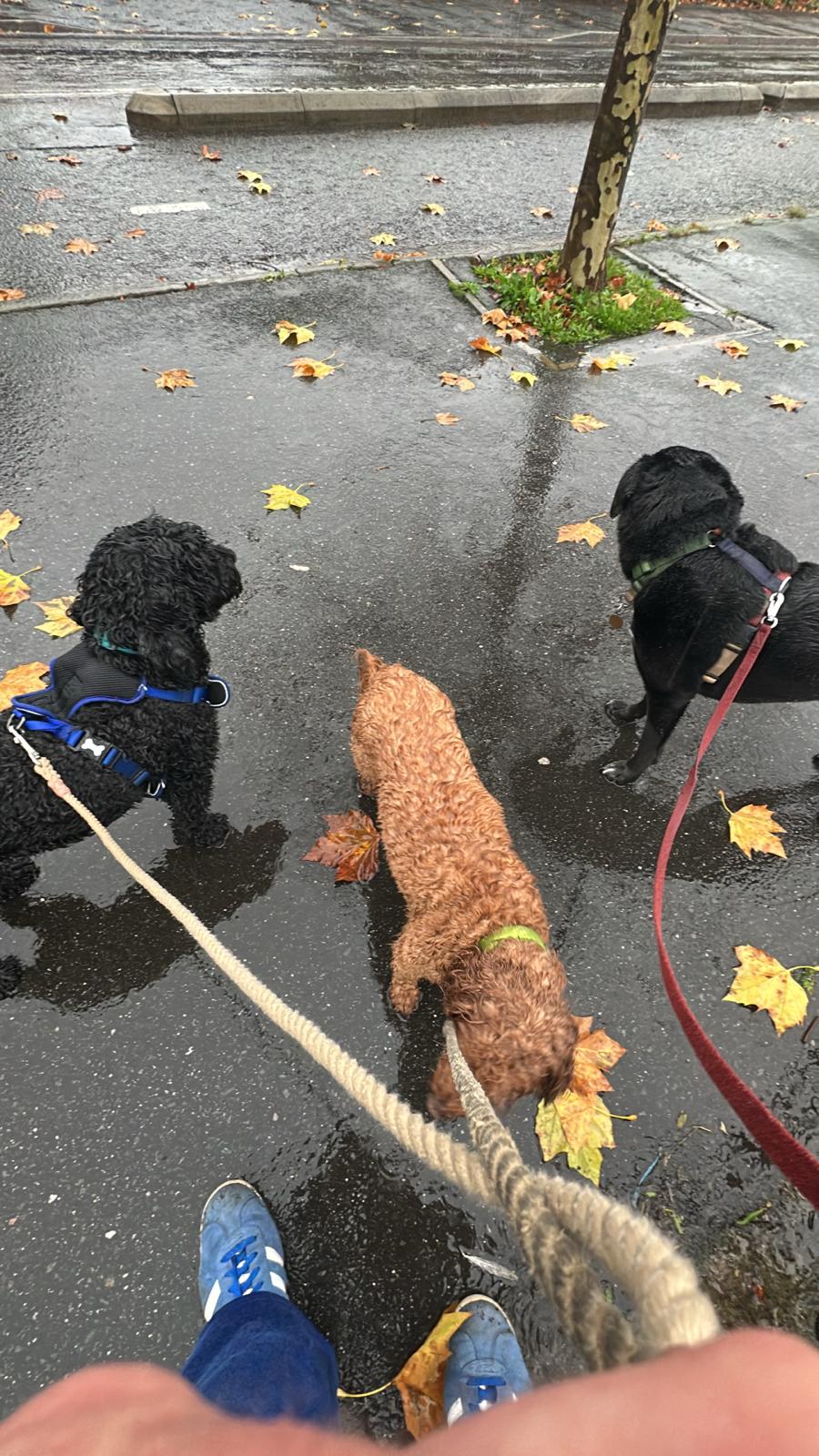 Dogs being miserable in the rain