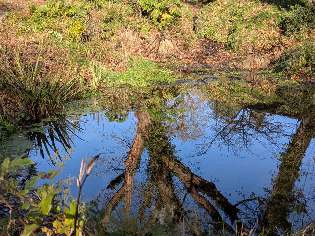 A reflection of a couple of trees in the still water of a largish pond which also reflects the blue sky on a rare bright sunny day this month.