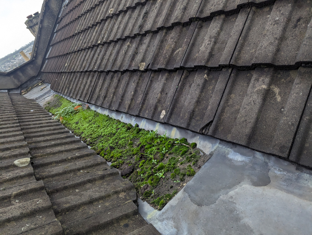 Gutter on a roof filled with silt and weeds.