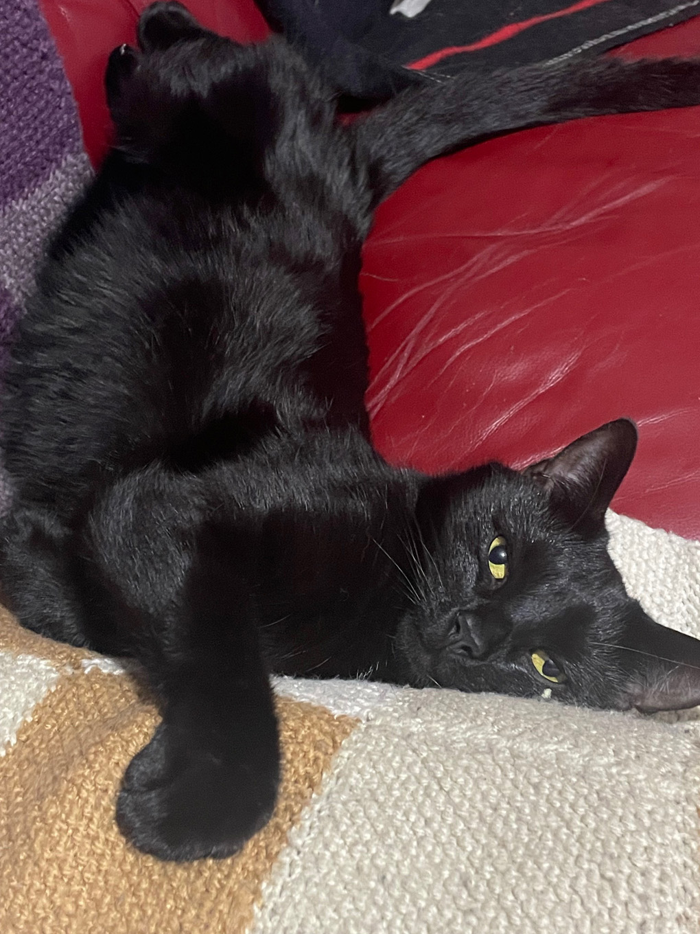 Black cat staring tiredly into the distance pondering life’s existence