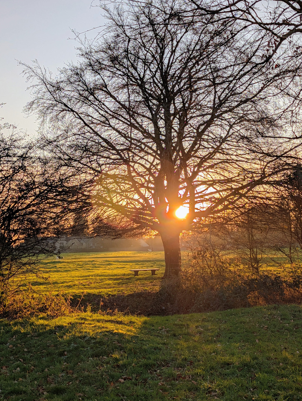 The setting sun through trees on Minchinhampton Common.