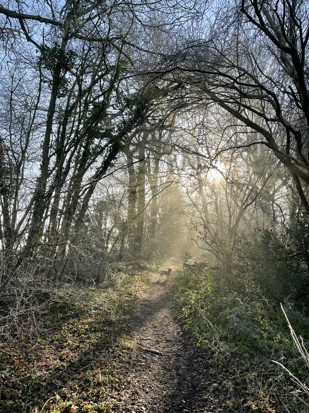 Winter sun through trees. A small dog in the background