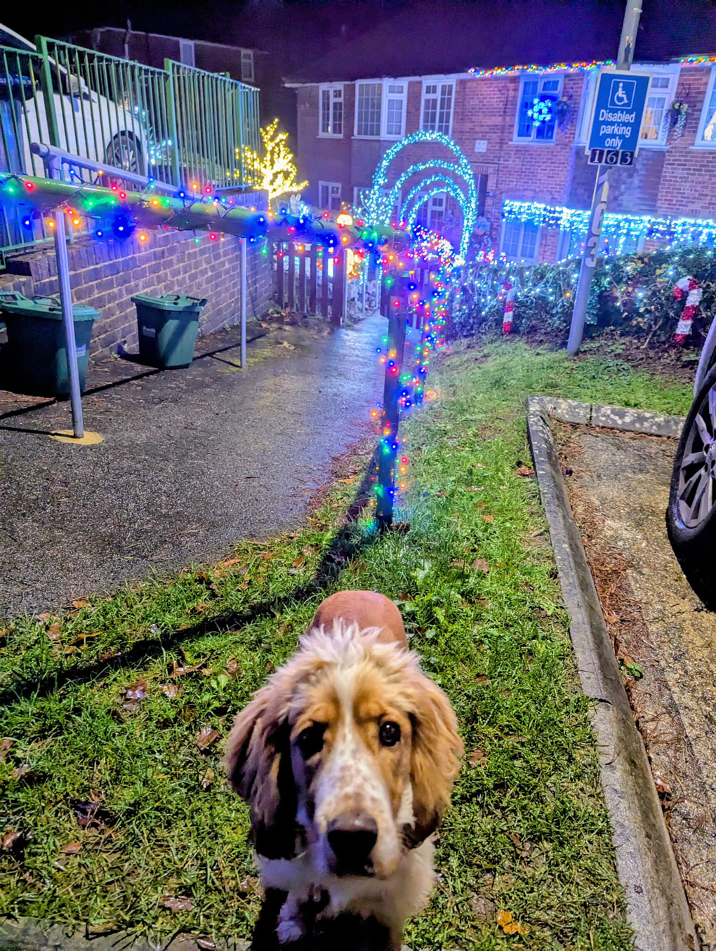 Dog looking into the camera in front of many Christmas decorations
