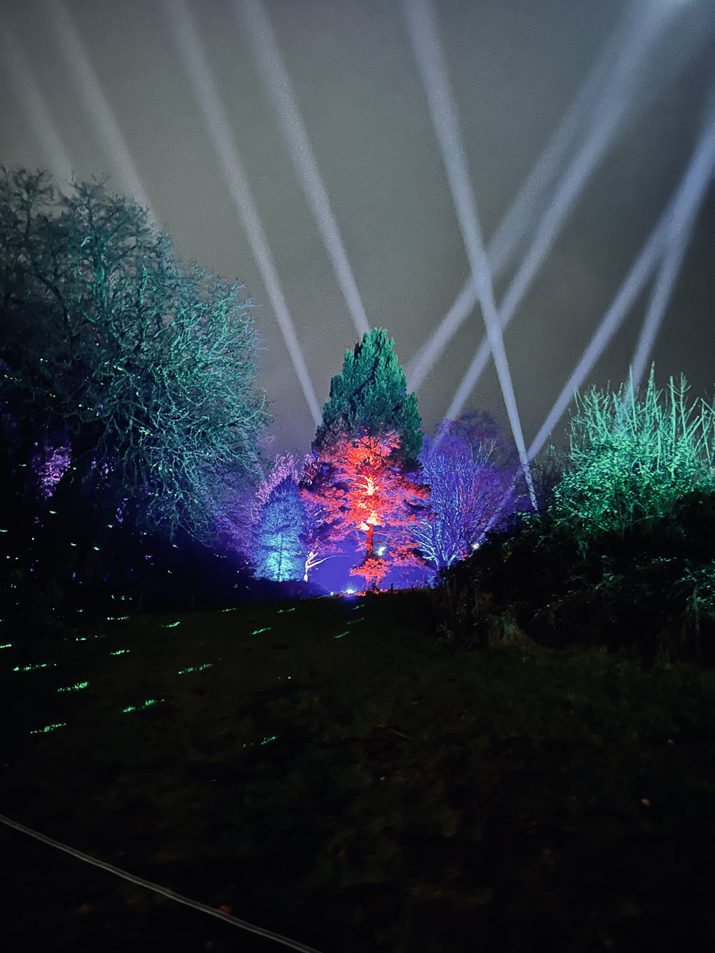 Spotlights  in the sky and a nicely lit tree