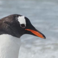 Gentoo penguin walks along the shoreline