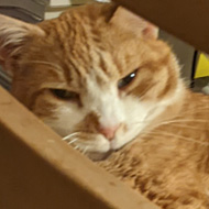 Cat at desk