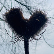 A heart shaped plant on a dull spring walk.