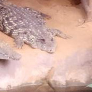Crocodiles in an enclosure at the zoo