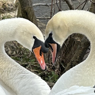 Just in a moment to Swans made a heart shape.