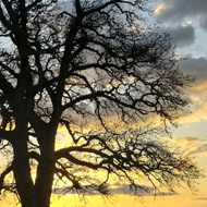 A single oak tree, silhouetted against a sunset sky, two books, and a traditional greek coffee (4 pictures in a collage)