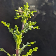 Window box of green shoots and buds just about to bloom