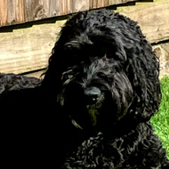 Our Cockapoo basking in the sun in our back garden!