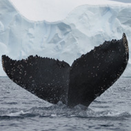 Fluke of humpback whale above the sea
