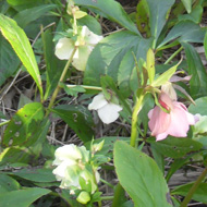 large clump of 