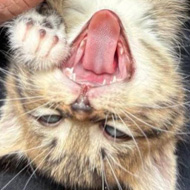Kitten biting at a human hand.