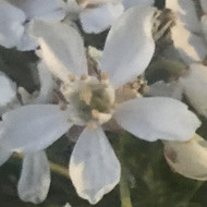 Small delicate white flowers supported by green foliage.