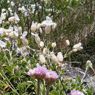 pink thrift on the cornish cliffs