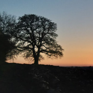 Silhouette of an oak tree against the sunset sky, from 2 different angles