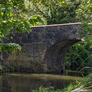 A tree surrounded by greenery with the canal behind a boat just visible on the left and a bridge on the right but mostly trees and bushes with sunlight filtering through