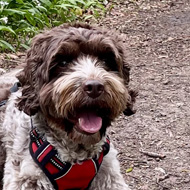 Brown and white dog laying on a woodland path surrounded by wild garlic