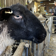 Sheep in a pen