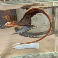 A metal shelf labelled Bay 18 Upper holds a dozen or so jars of various sizes which contain the preserved bodies of weird looking sea creatures that you wouldn't want to encounter on a dark night