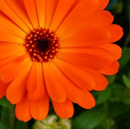 Yellow flower
