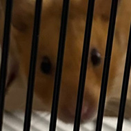 Hamster on a swing