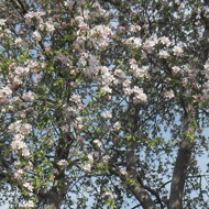 blossom tree and view across field to a spinney