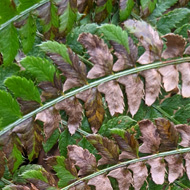 Fern
