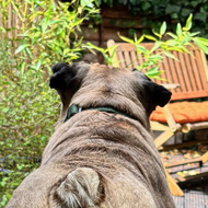 A dog looking out of an open back door on to a garden full of green plants