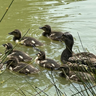 We see a family of ducks