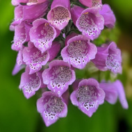 4 inset pictures of colourful flowers in my garden.