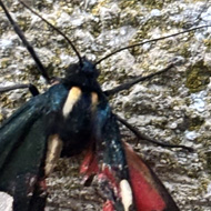A black, red and cream moth with delicate wings settled on a cream garden wall