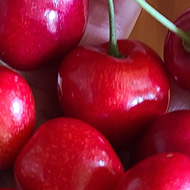 A hand holding several red cherries
