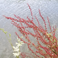 Wildflowers with the canal in the background.