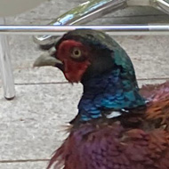 A fat pheasant