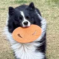 A border collie running with an orange frisbee