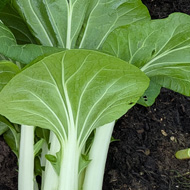 Two enormous pak choi lying next to a small courgette plant on a raised bed