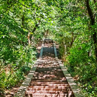 Stairs in a forest