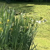 Wildlife pond at a wedding reception venue