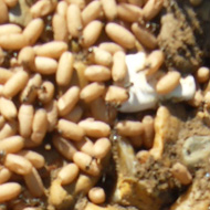 Ants eggs on the underside of a stone.