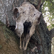 A weathered (sheep?) skull attached to a tree.