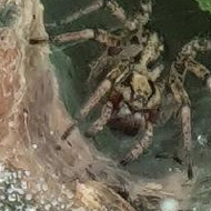 Spider, gorse