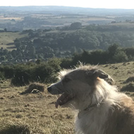 Small scruffy dog, white and tan, observing the view from Beckfords tower, across the sun scorched landscape, pure blue sky with not a cloud in sight.