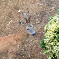 Picture of a deer foraging in my garden.