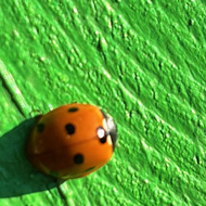 A close up of a red and black insect sat on a bright green painted wooden gate