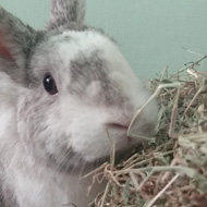 A grey and white splodged rabbit eats hay from his hay rack
