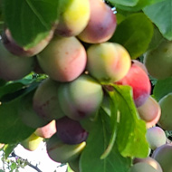 A young plum tree in full leaf, laden with ripening plums.